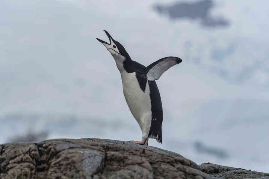 Pingüino Chinstrap - Antártida 16.jpg